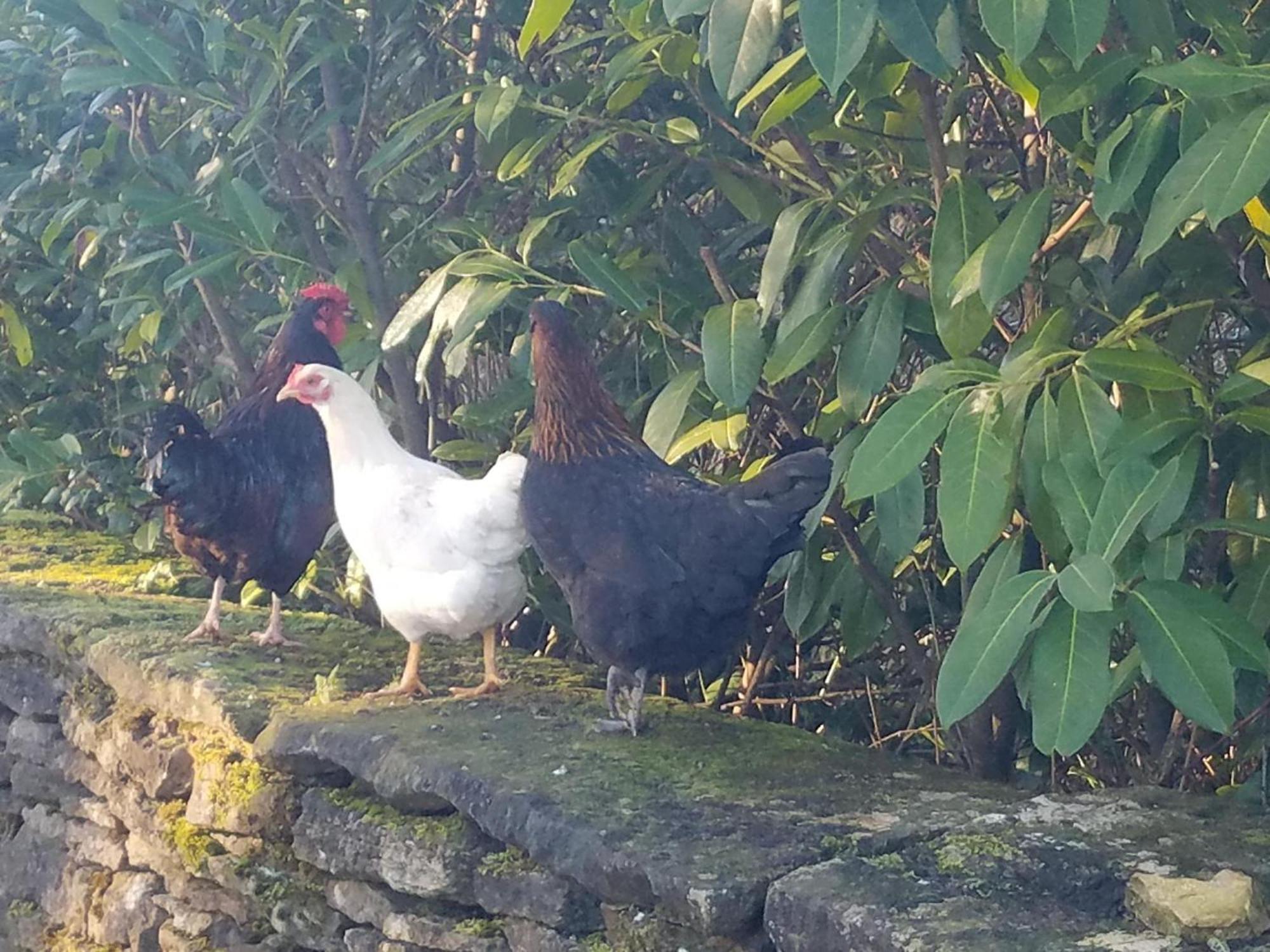 Characterful Cotswold *